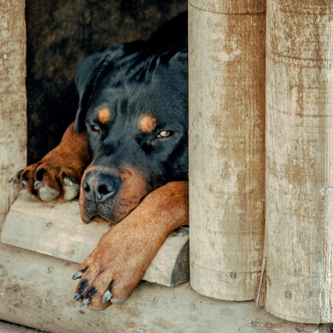 rottweiler-1771878_1920-web